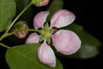 Southern crabapple